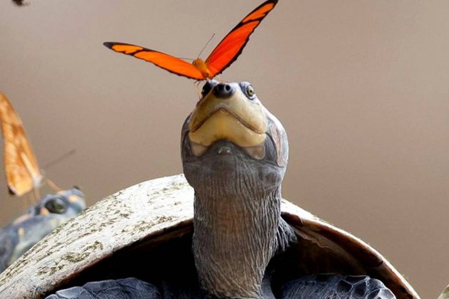 Hay insectos que beben lágrimas Hay insectos que beben lágrimas
