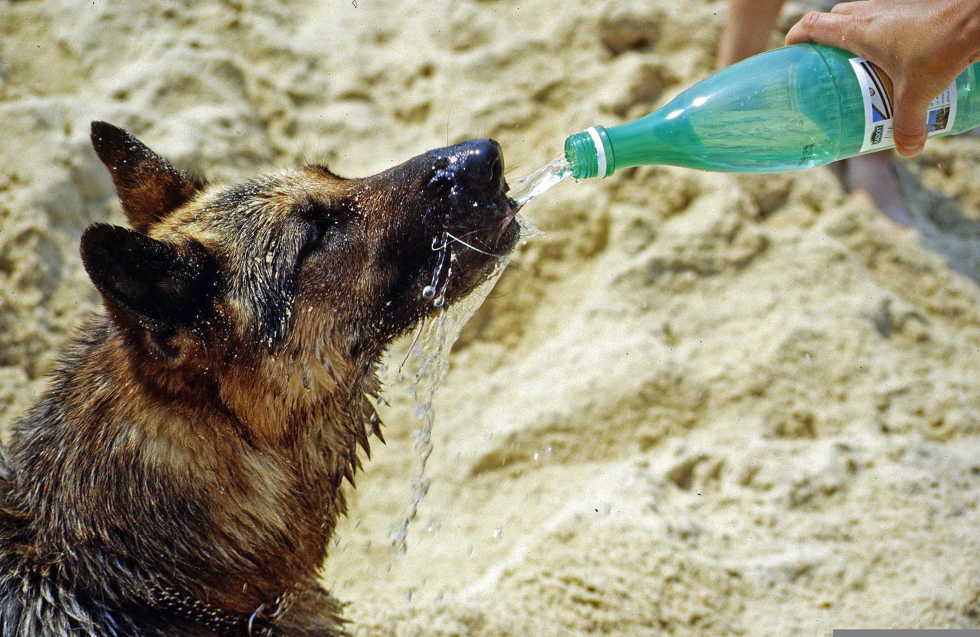 La calor asfixiant durarà més del previst: consells per cuidar els gossos i gats