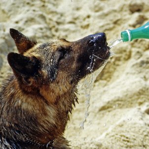 Gos bevent aigua onada de calor / Foto: Pixabay