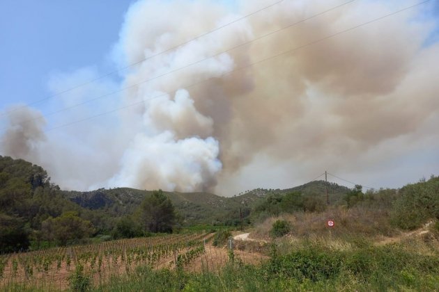Incendi Olivella Camps Incendi Olivella Camps