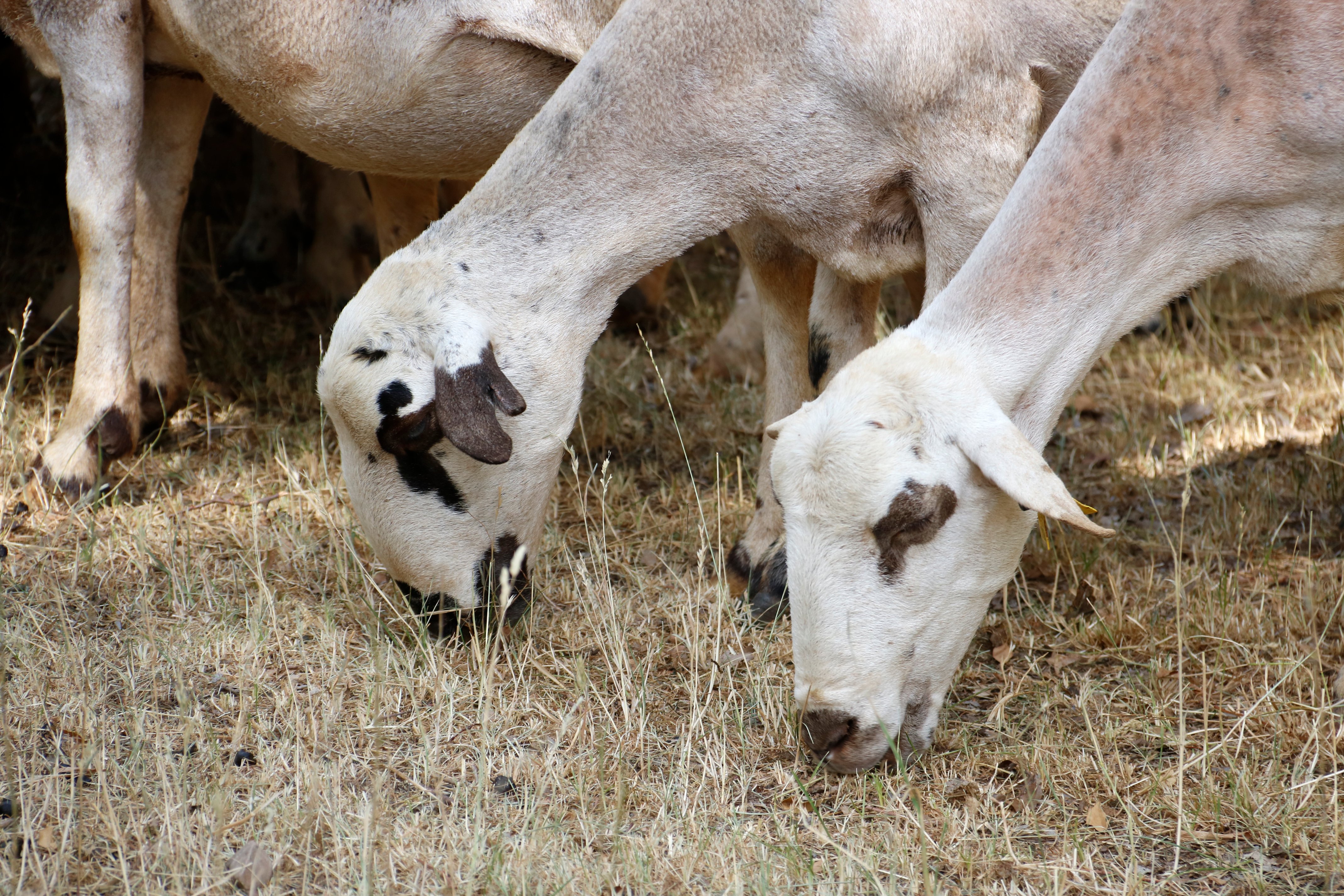 Ramaders alerten que la sequera els deixa sense pastures per als ramats i a la tardor n'hauran de comprar