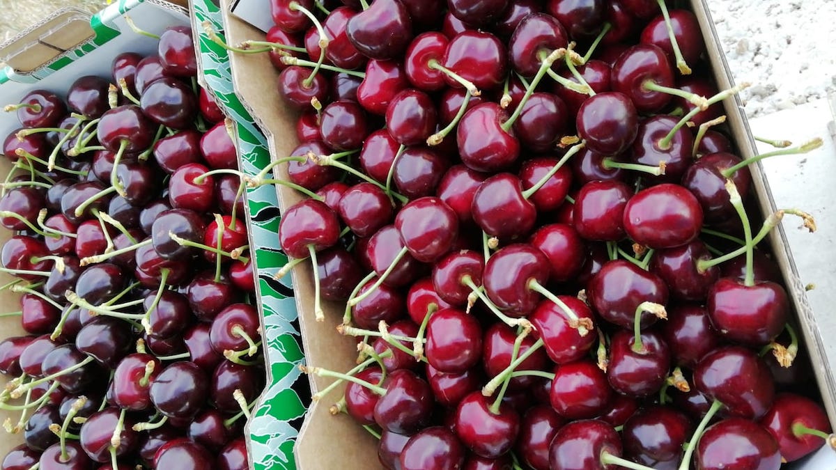 Temporada de cerezas, y estos son los beneficios de consumirlas
