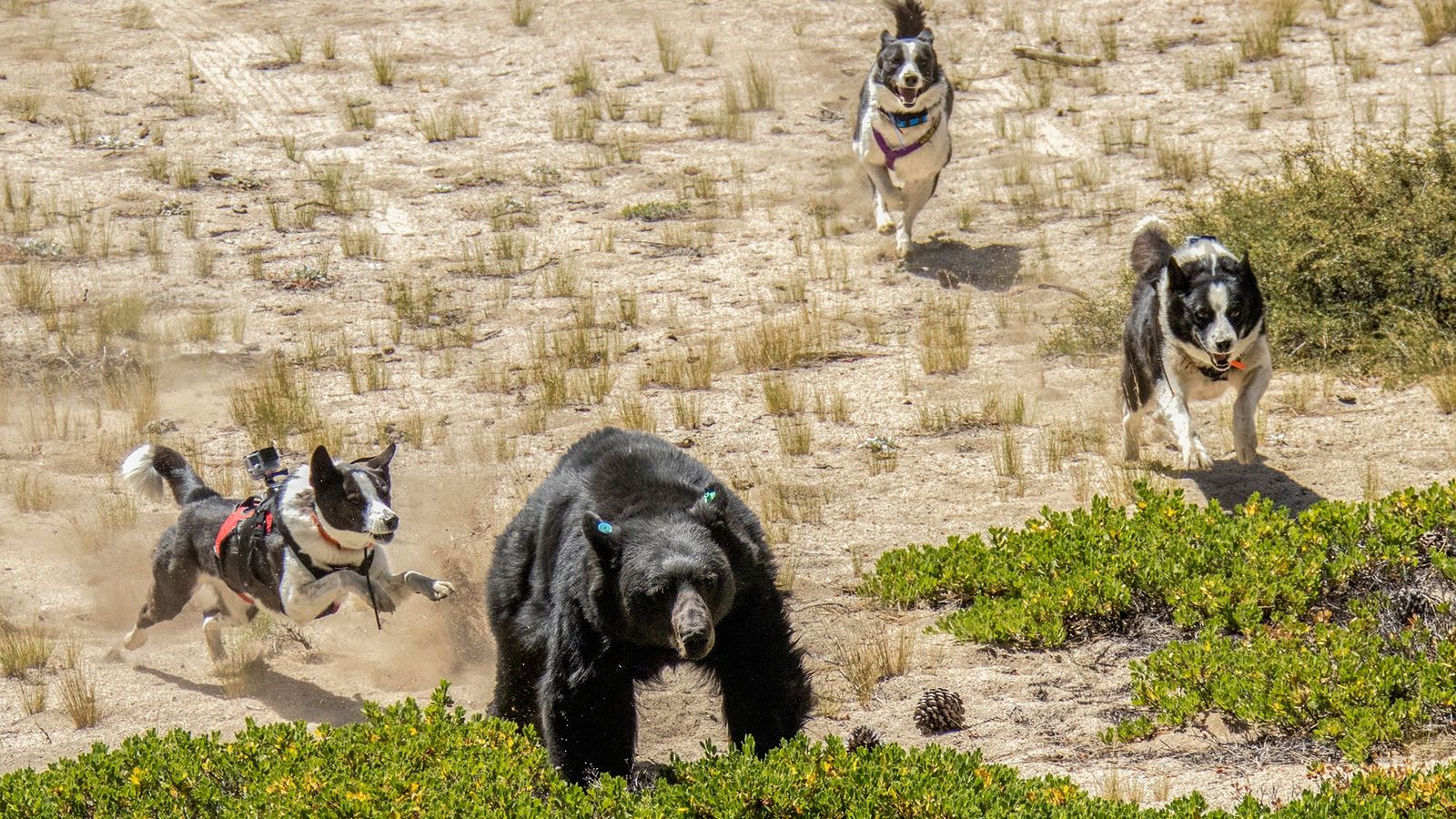 Encuentran una nueva especie de ‘perro oso’ en el Pirineo