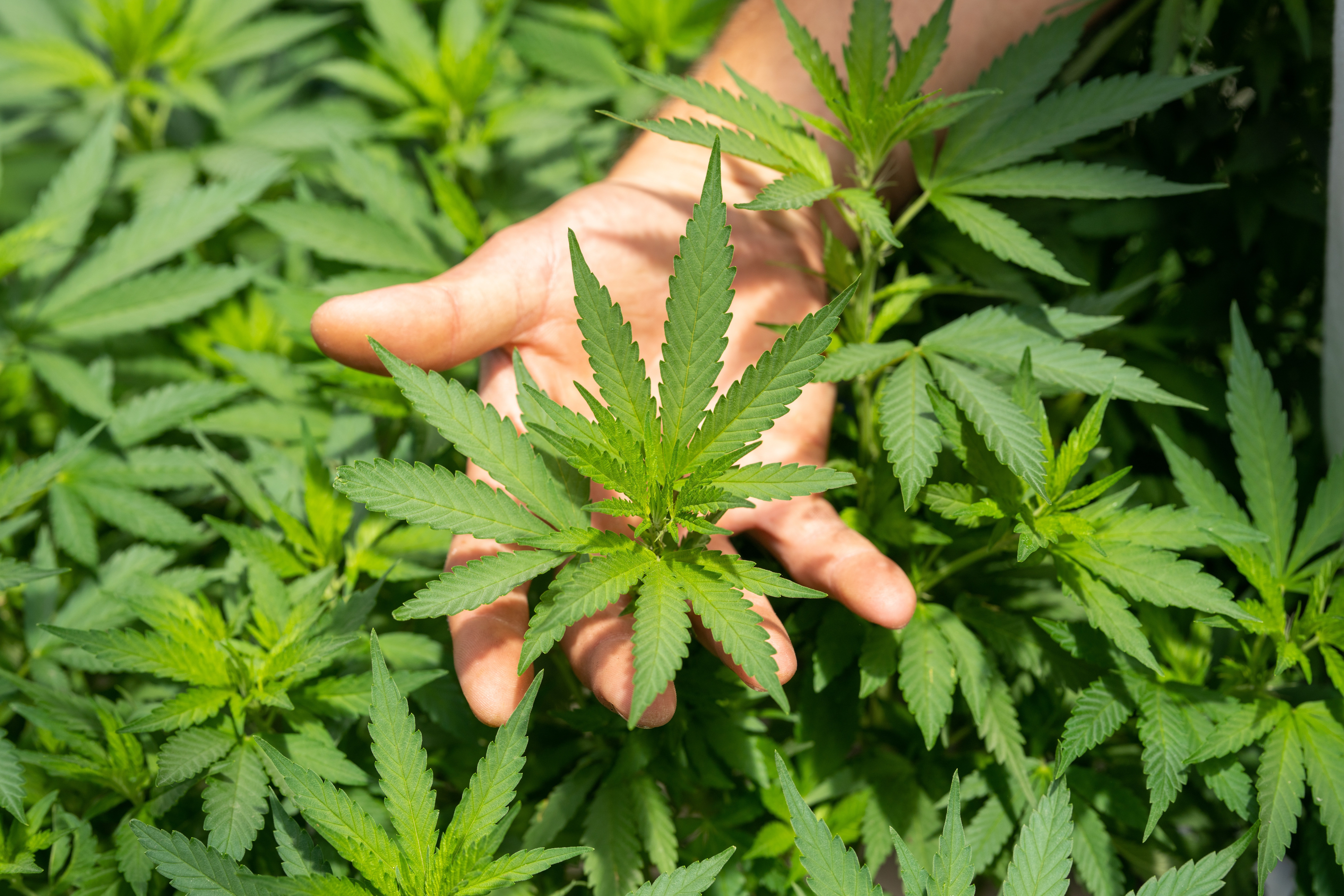 La regulació del cànnabis medicinal rep el primer vistiplau del Congrés