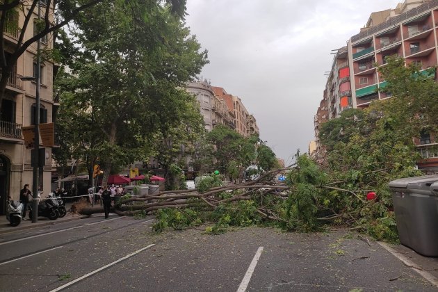 arbol caido calle arago arbol caido calle arago