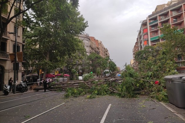 arbol caido calle arago