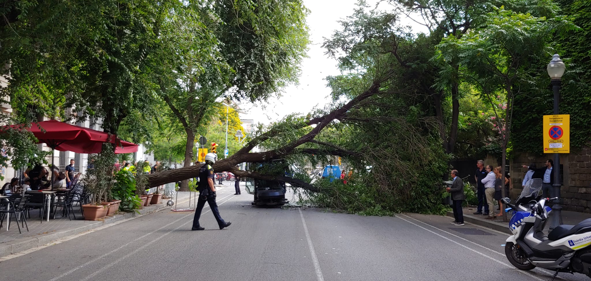 Vuelve a caer un árbol en Barcelona: un hecho que se está convirtiendo en habitual