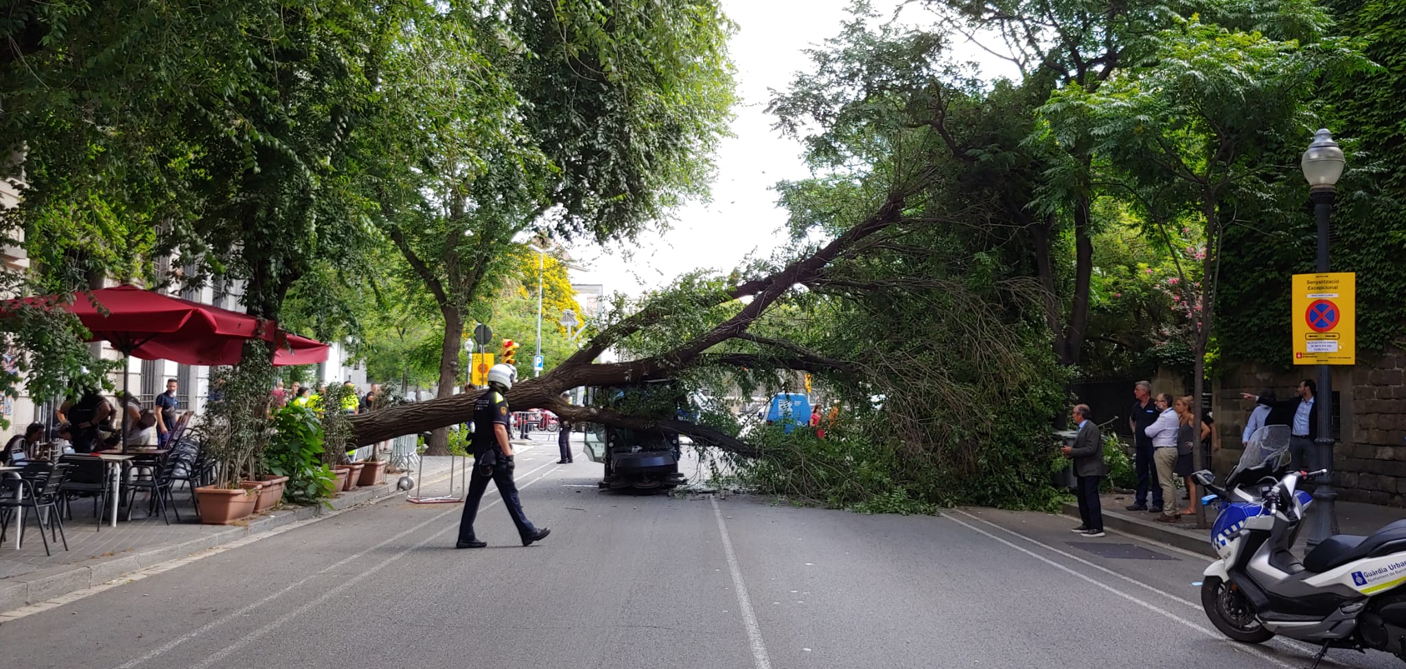 Torna a caure un arbre a Barcelona: un fet que s'està convertint en habitual