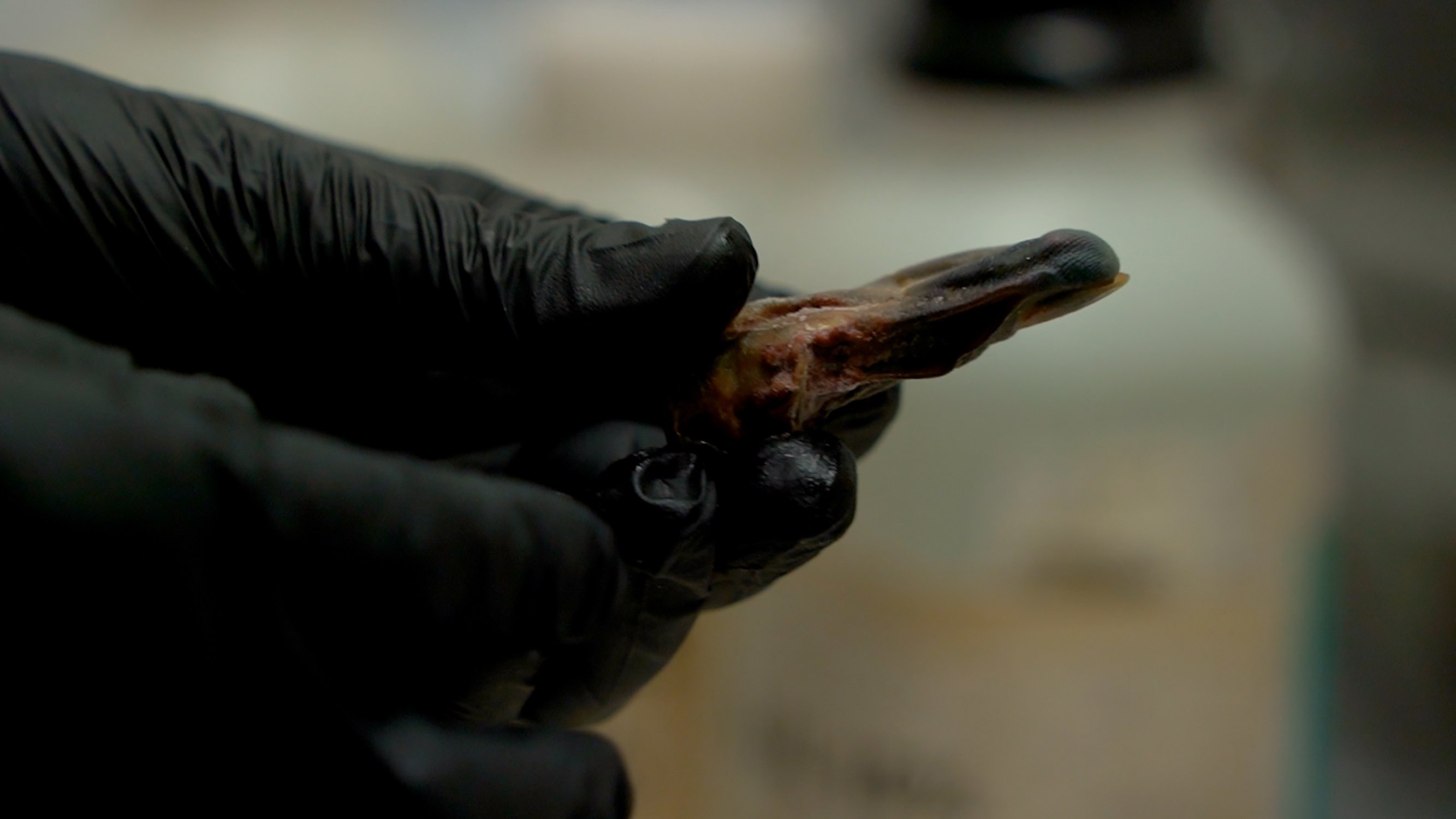 El dedo que ayuda a identificar un cadáver: entramos en el laboratorio de los Mossos | VÍDEO