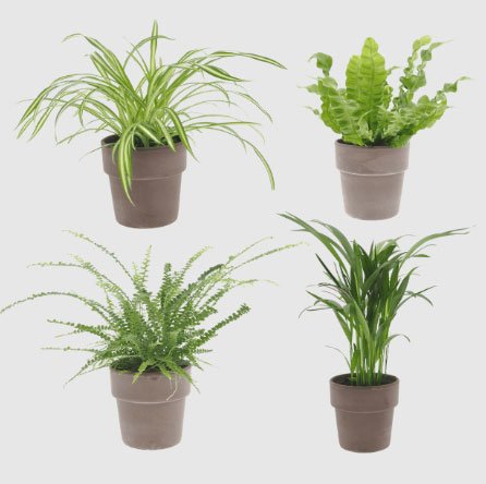 Planta purificadora d'aire de Gardenline Planta purificadora d'aire de Gardenline
