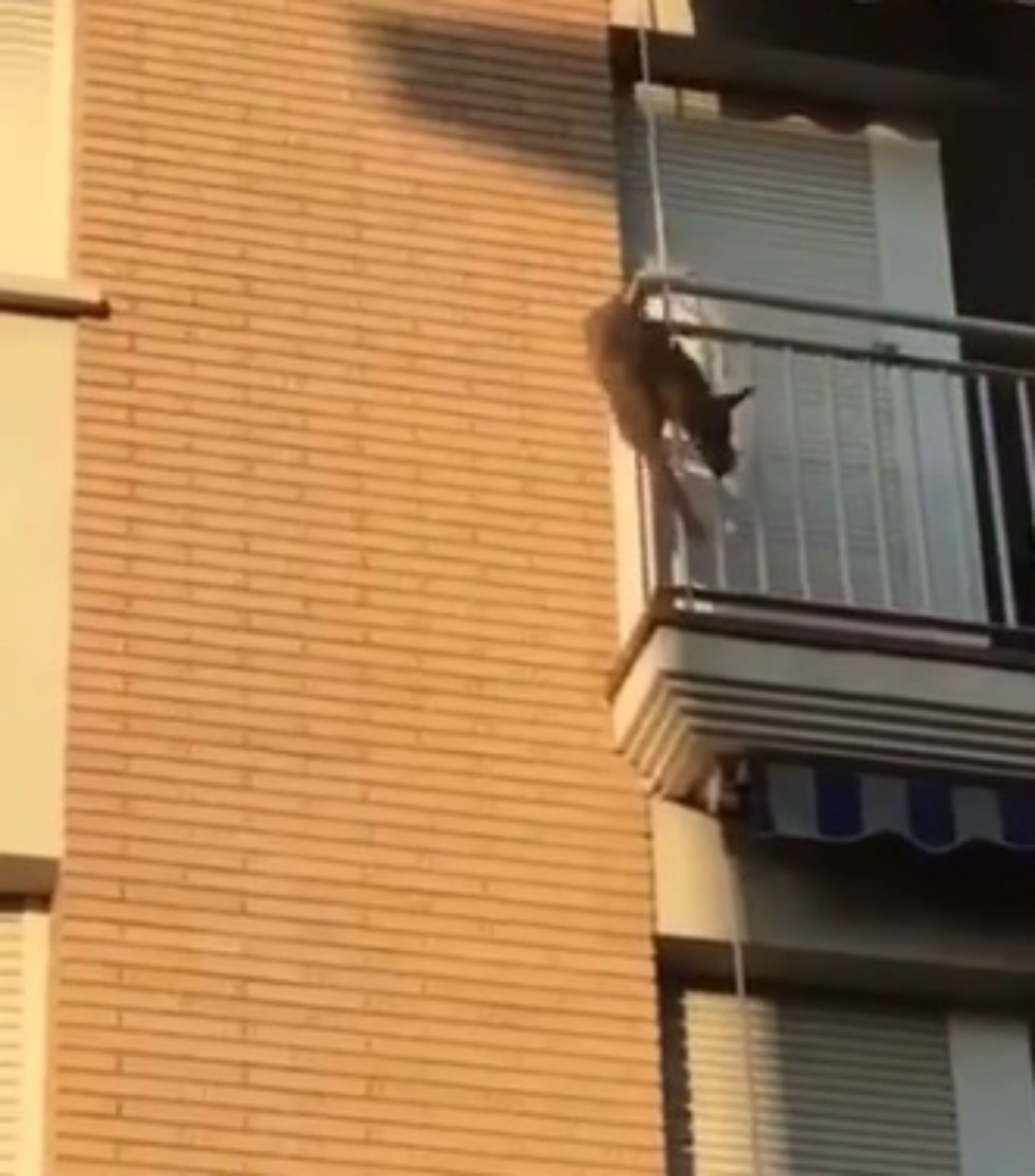 Denuncien els propietaris d'un gos que va saltar pel balcó a Polinyà