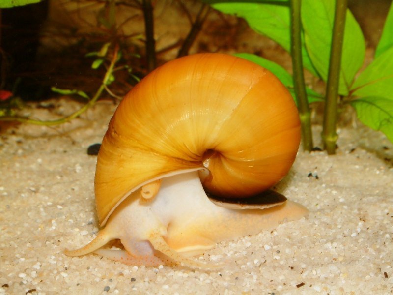 Caracol|Tornillo de agua dulce / Foto: Pixabay