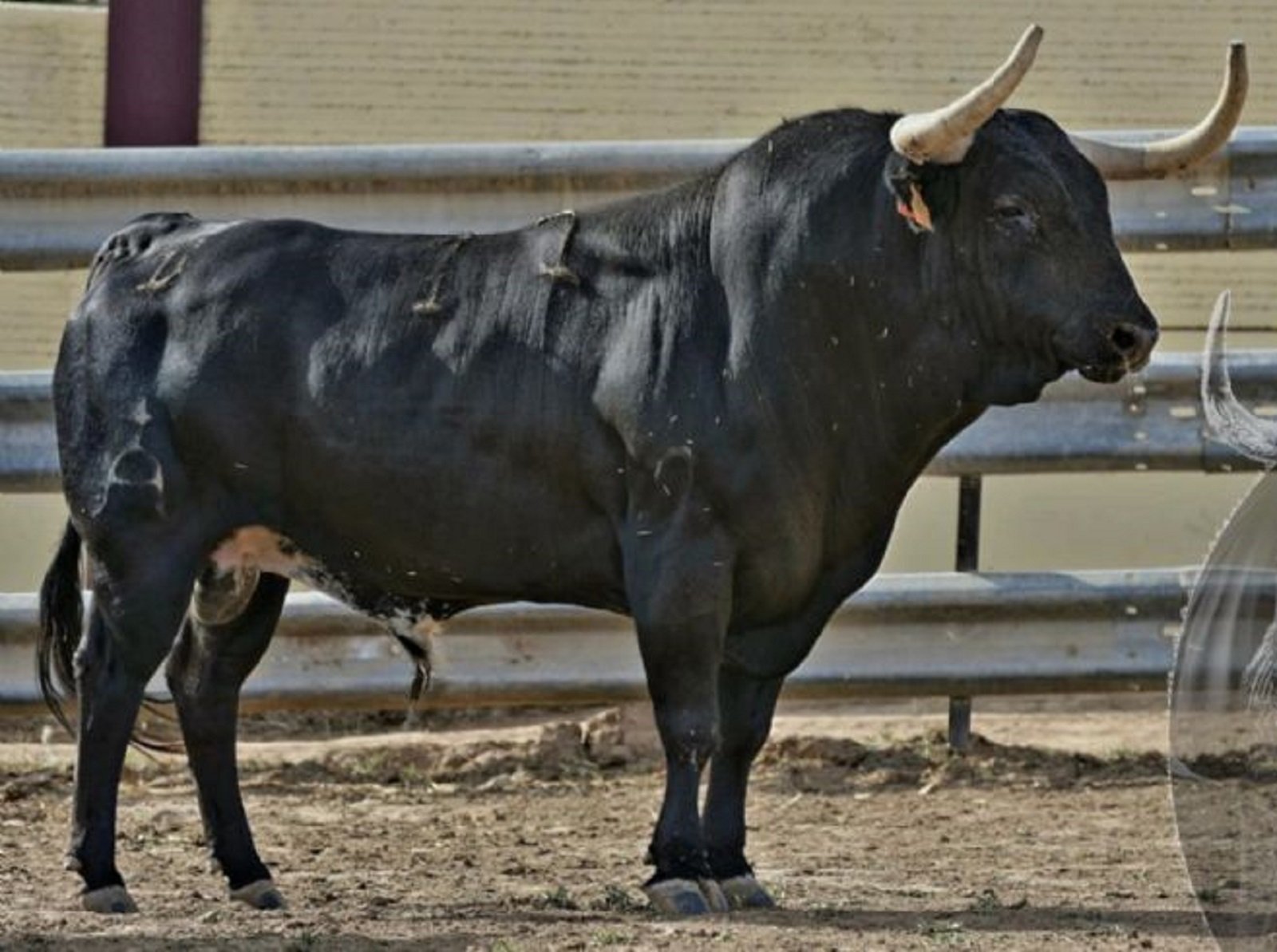 Imagen sobrecogedora: la muerte de un disparo a un toro en Extremadura