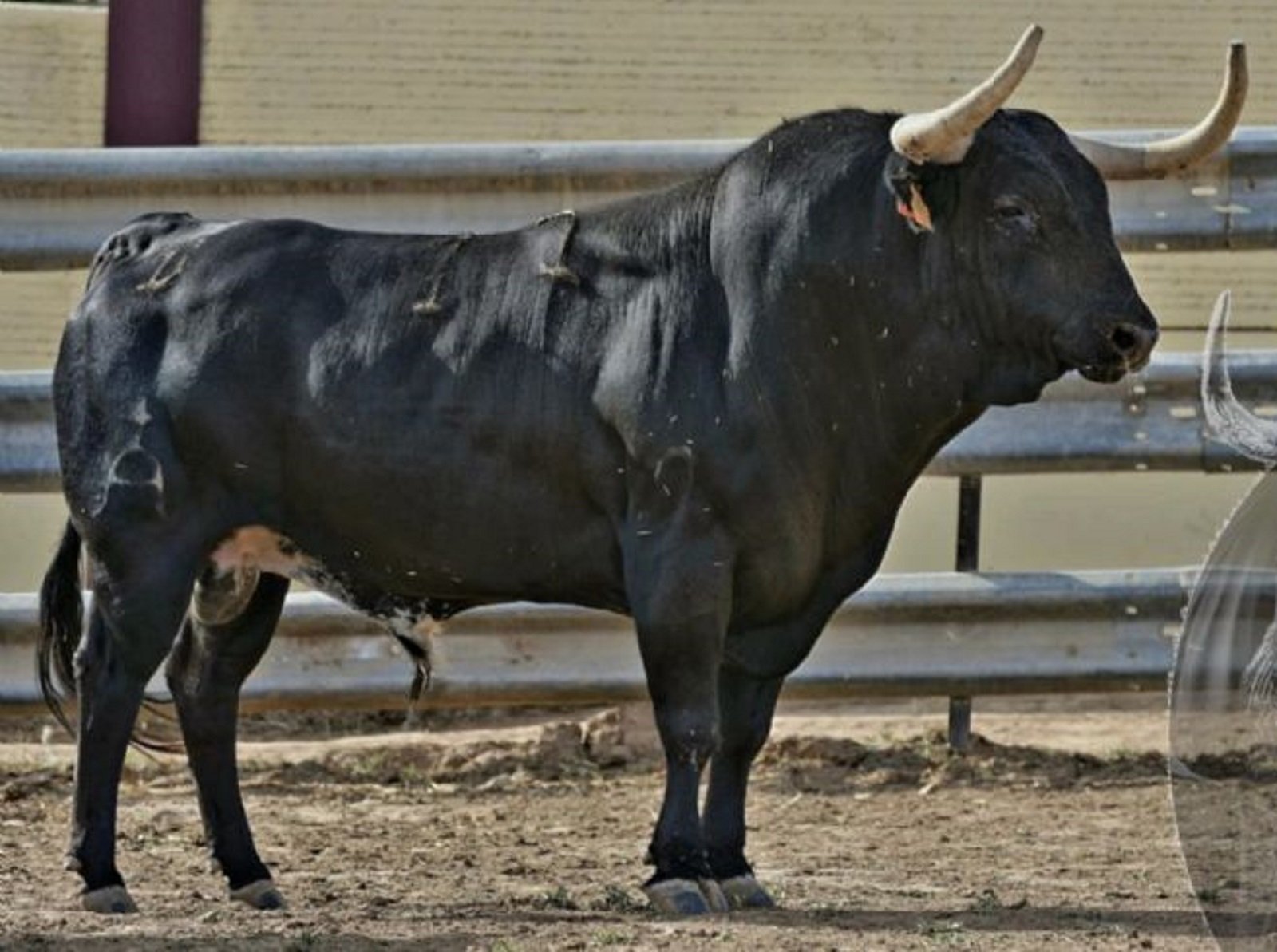 Imatge colpidora que remou l'opinió pública: la mort d'un tret a un brau a Extremadura