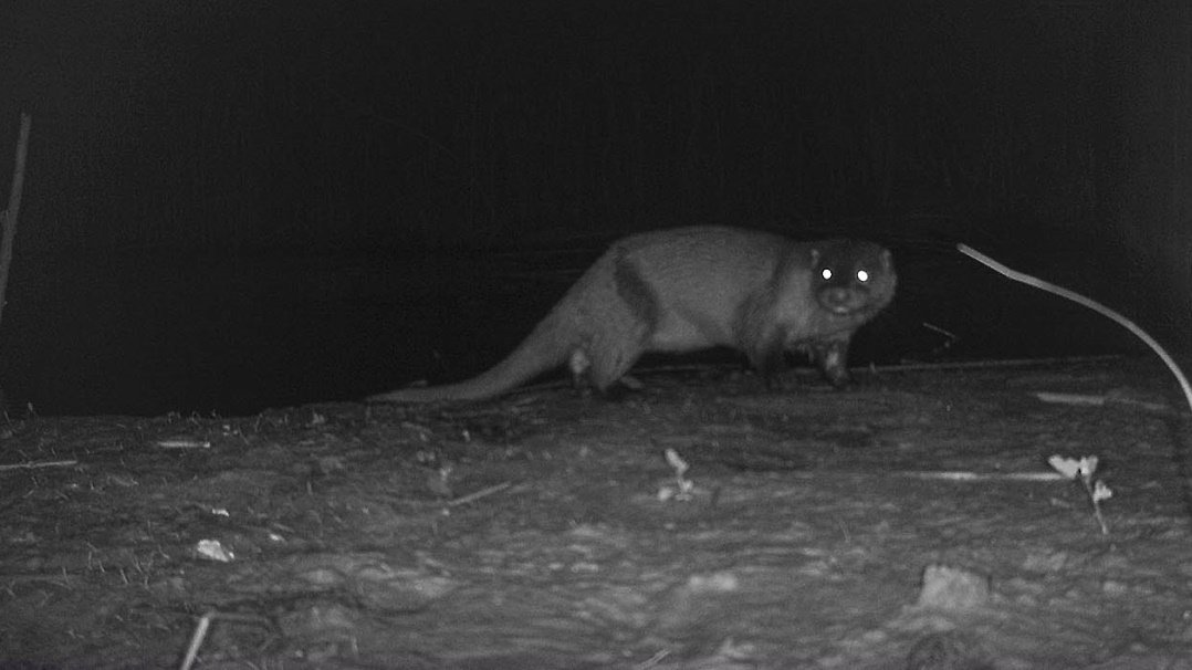 La nutria vuelve al río Llobregat: observan un ejemplar