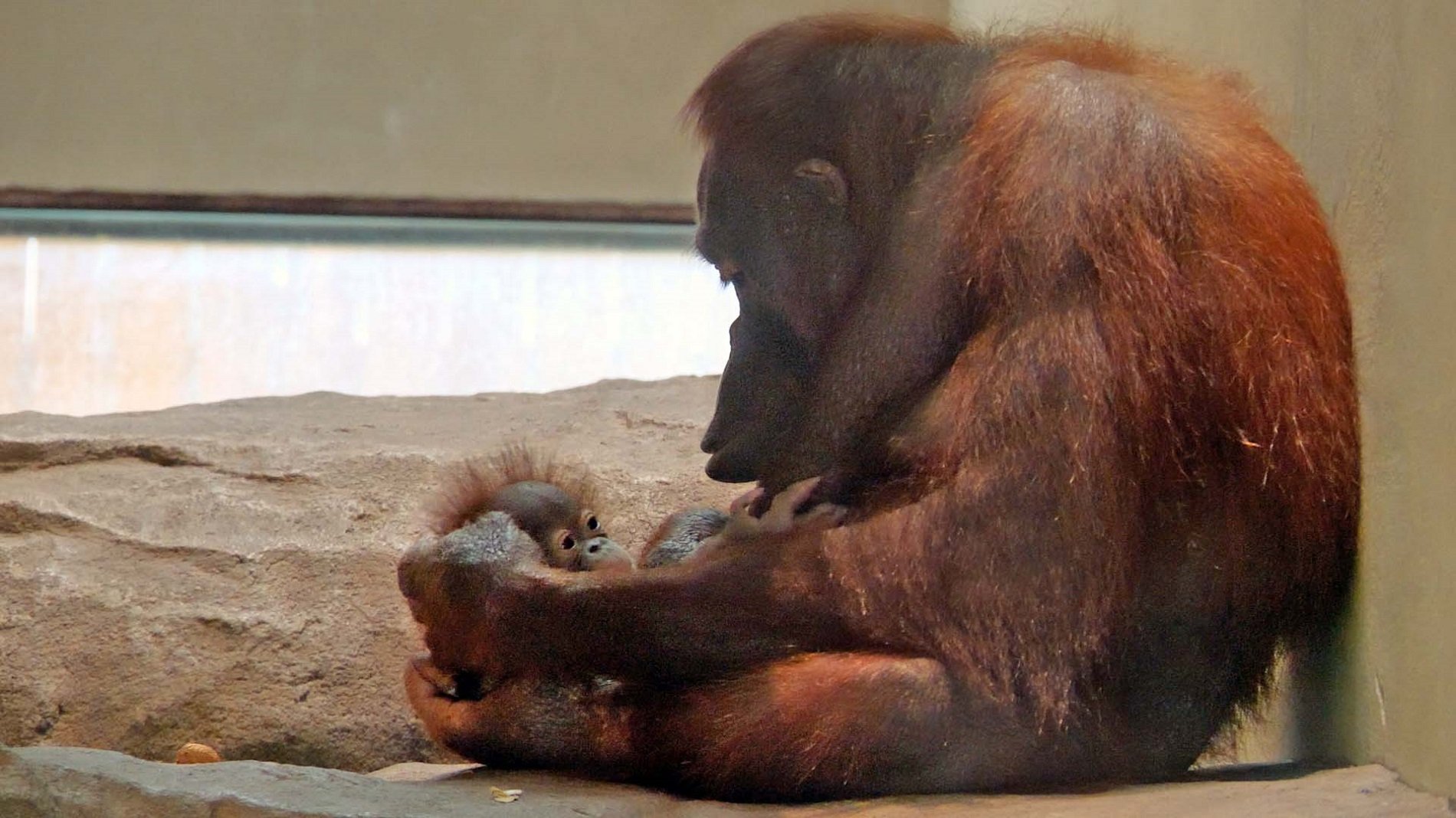 Neix una cria d'orangutan de Borneo al Zoo de Barcelona