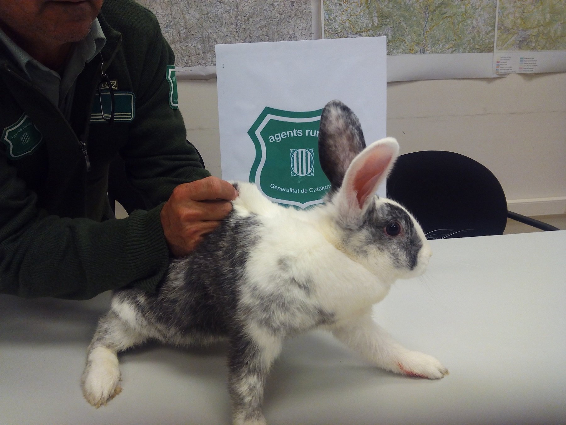 300 gàbies trampa a Lleida per capturar conills i frenar la plaga