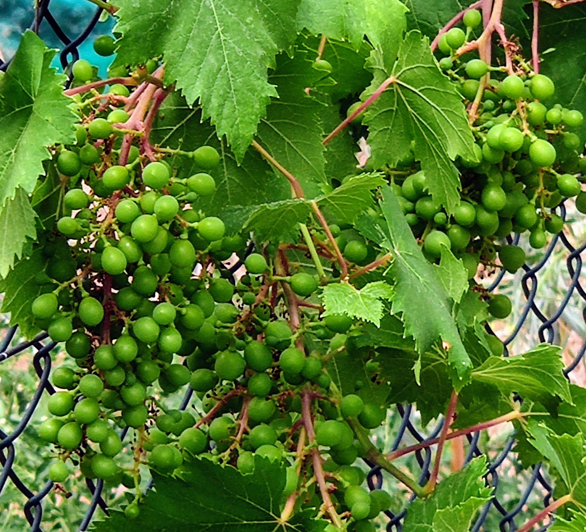 Vinya amb sequera a Sant Julià de Vilatorta