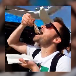 Salvatges atacs de les gavines als ciutadans de Barcelona: recomanen protegir-se amb paraigües