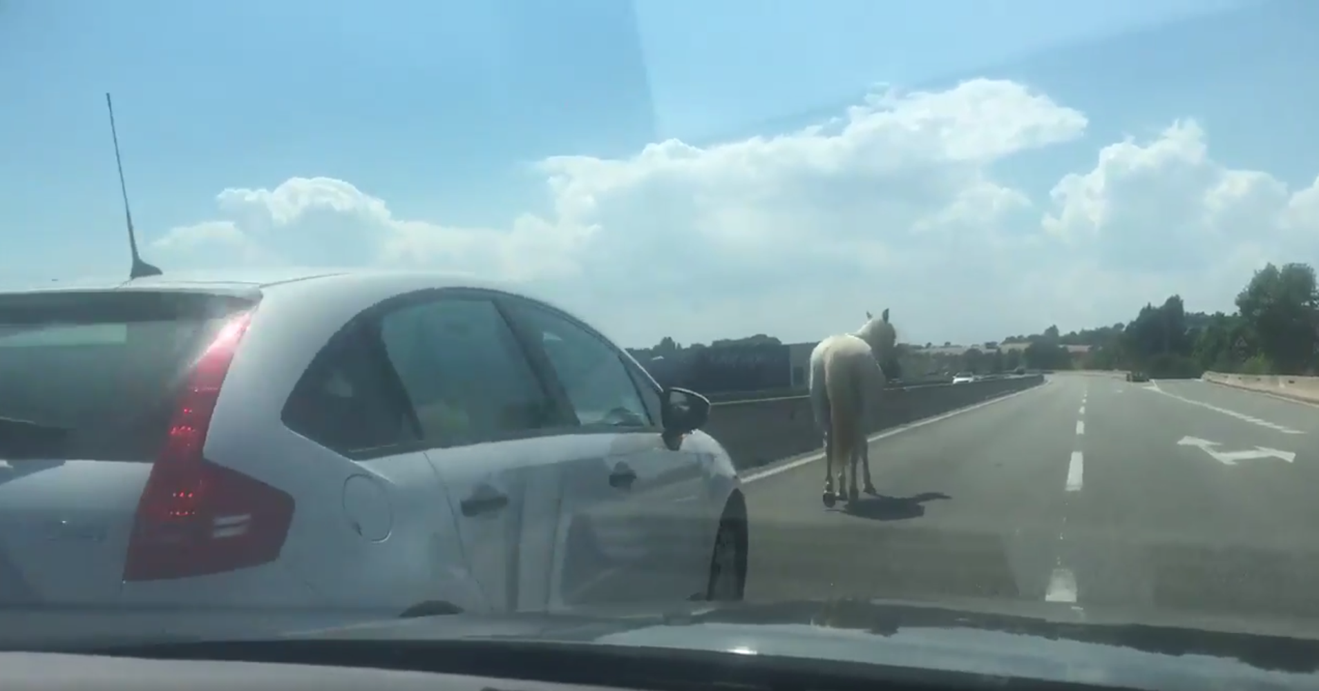 Vídeo: Un cavall sorprèn els conductors mentre passeja per la C-17
