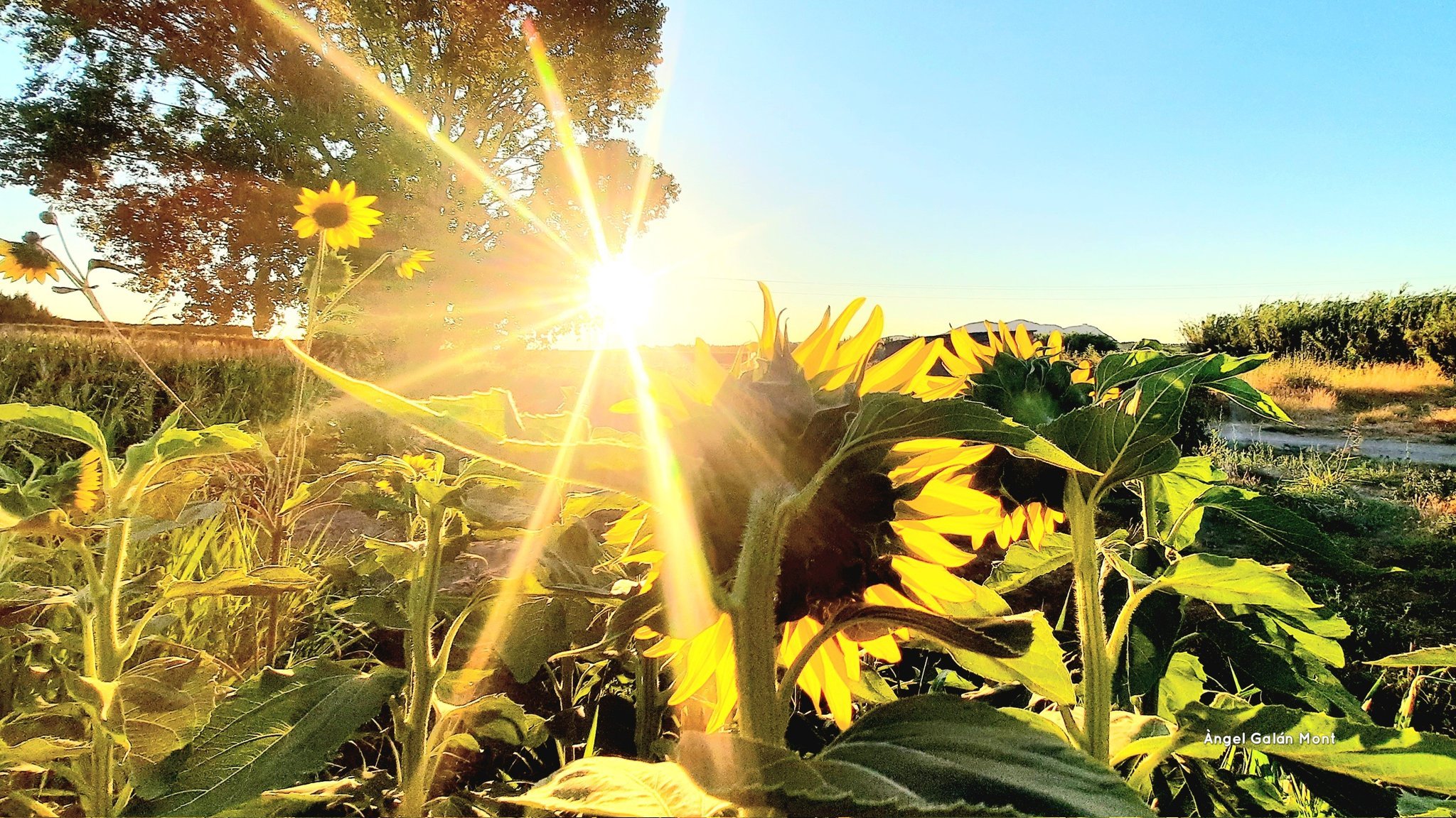 Dia radiant a Verges enmig de gira-sols / Foto: Àngel Galán Mont Twitter