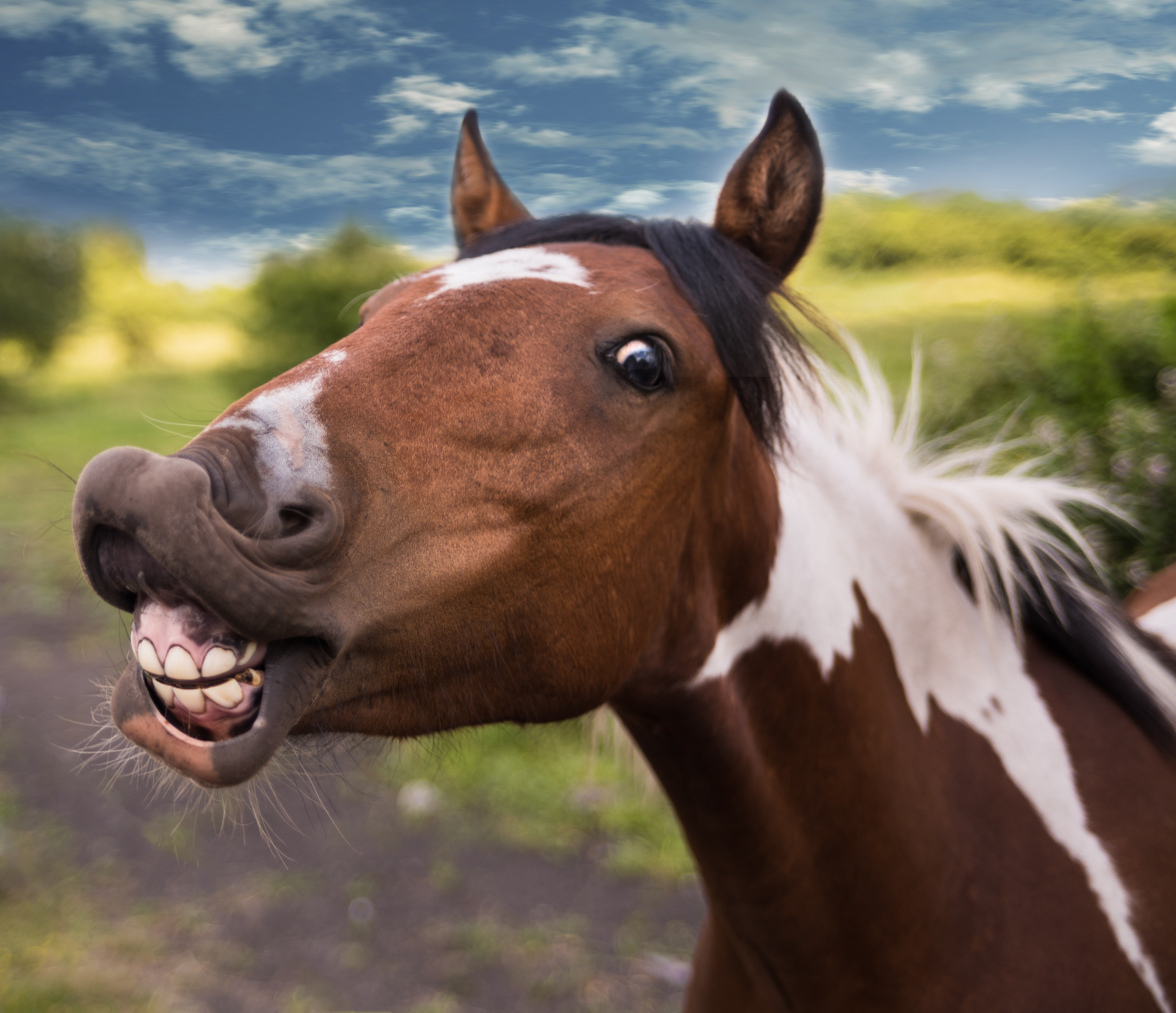 El placer de sorber sudor de caballo