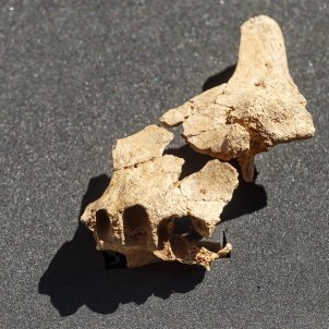 El último descubrimiento en Atapuerca revela la cara del primer europeo