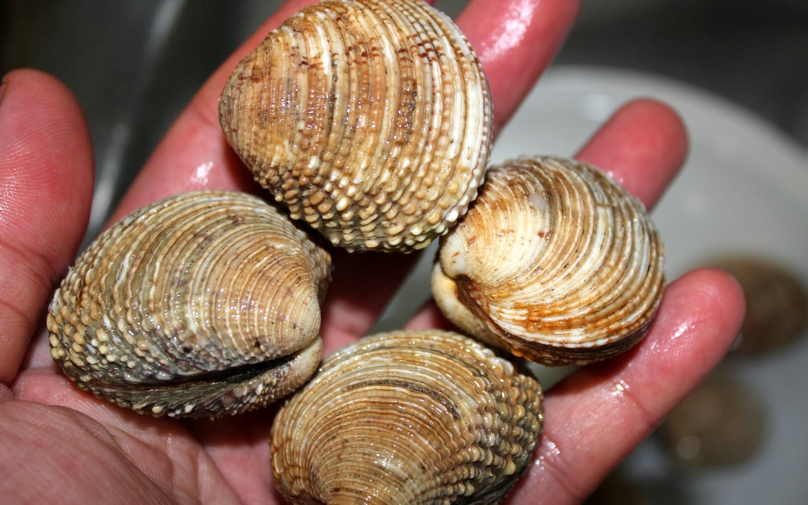 Escurpiñas