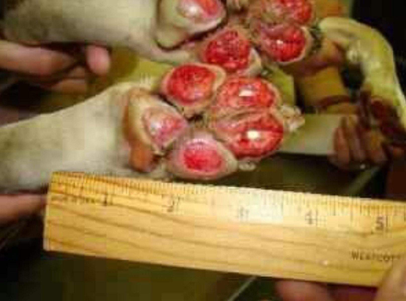 Patas de un perro quemadas por el asfalto durante una ola de calor / Foto: @ServiceDog Twitter Patas de un perro quemadas por el asfalto durante una ola de calor / Foto: @ServiceDog Twitter