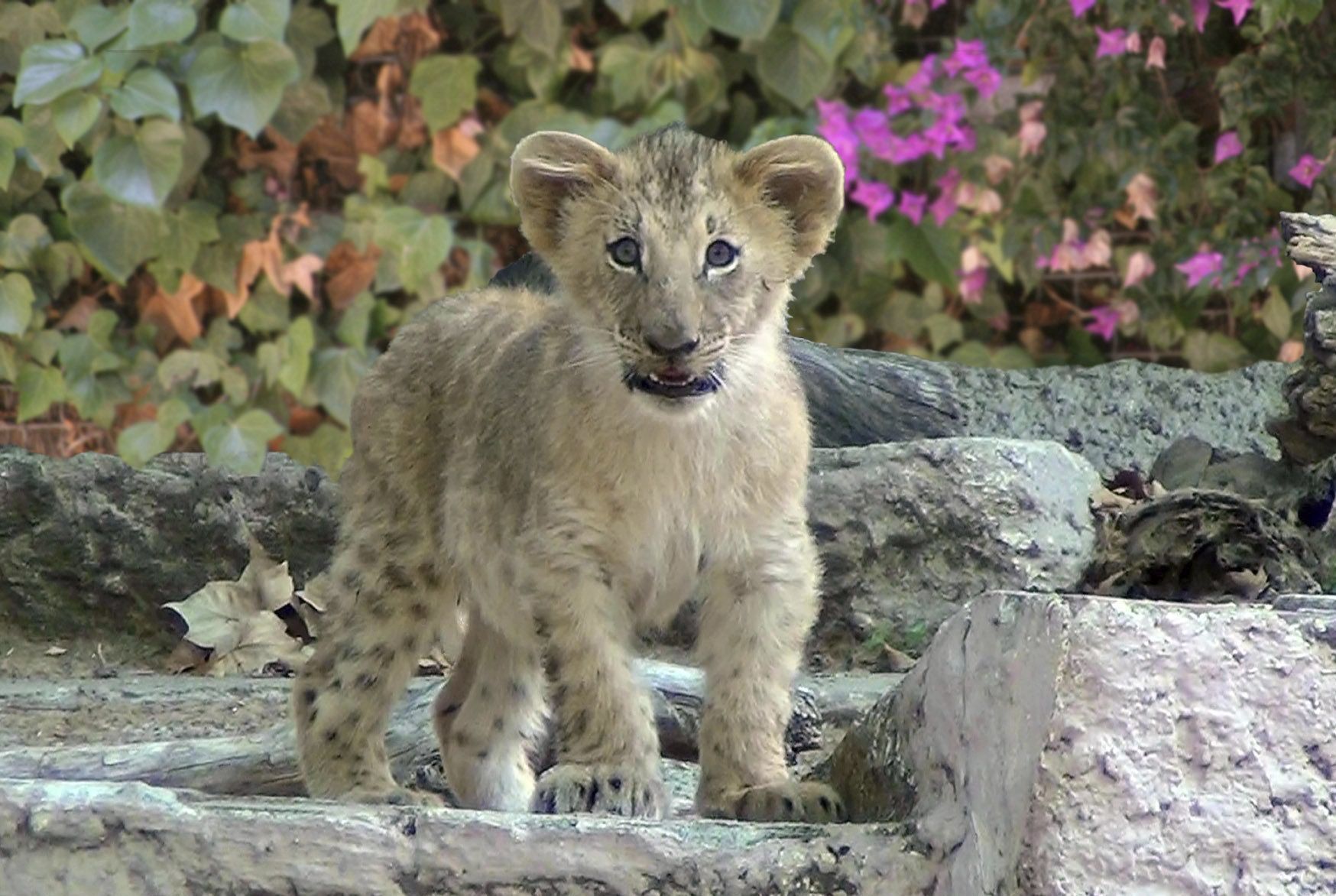 Nace una cría de león en el Zoo de Barcelona