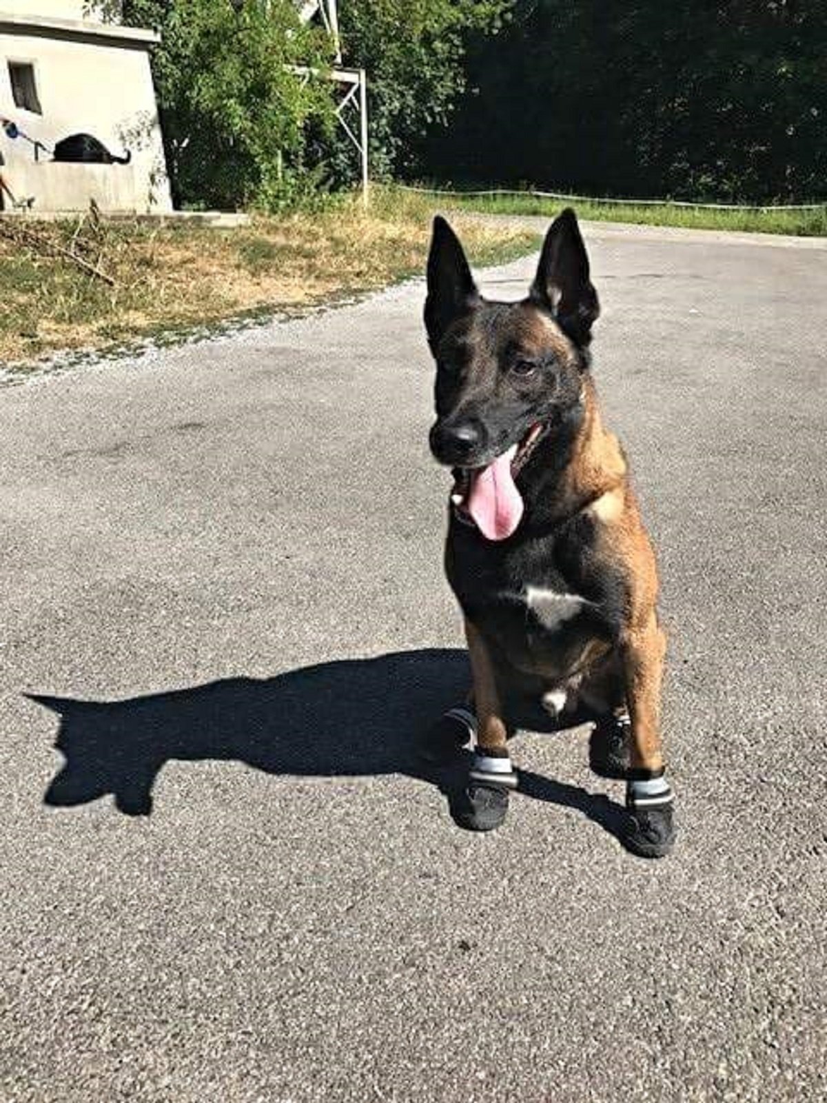 La Policia de Zuric protegeix els gossos perquè no es cremin a l'asfalt quan fa calor / Foto: Policia de Zuric Twitter