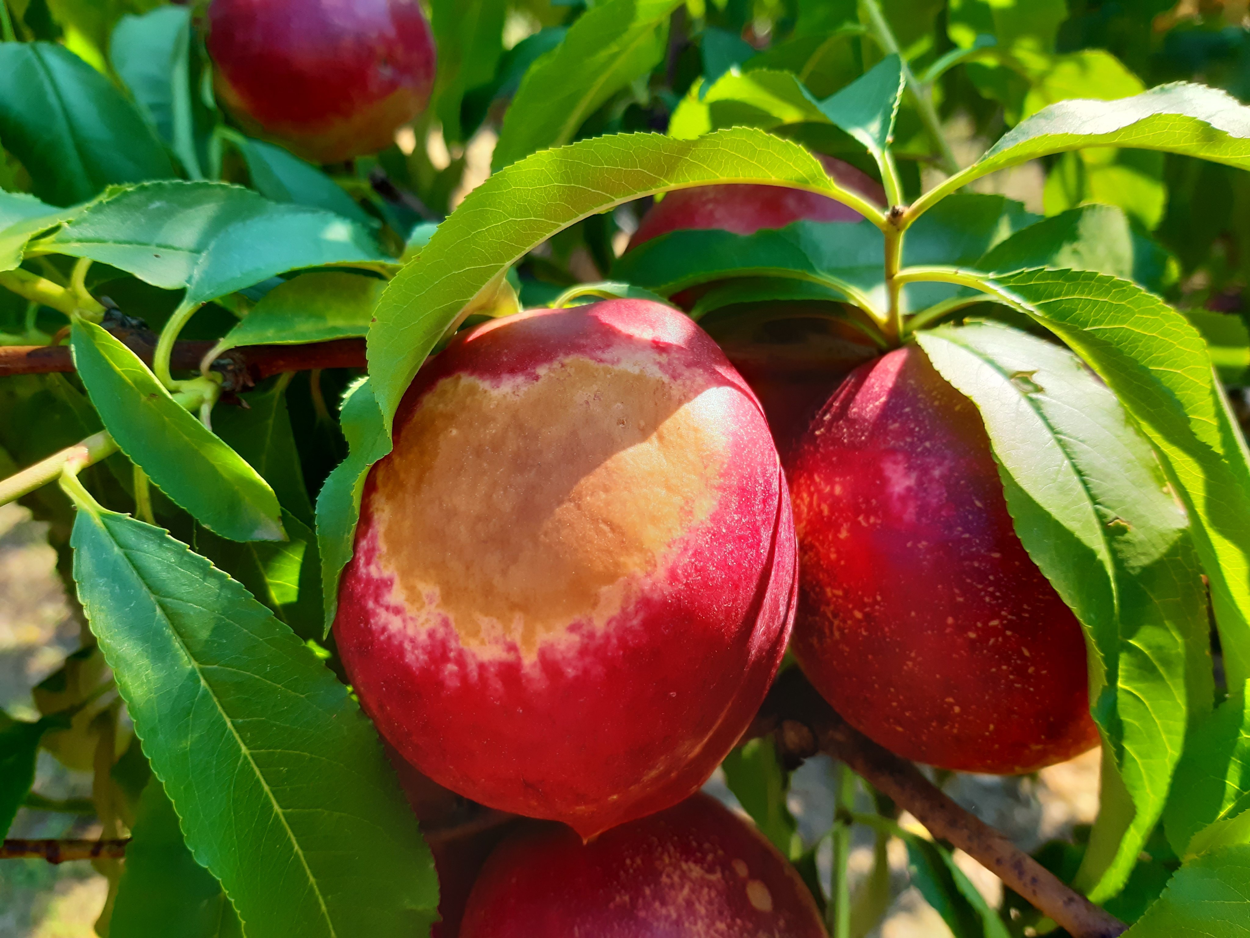 L'onada de calor provoca danys en la collita de nectarines a la Ribera d'Ebre / Foto: @Jalfons5 Twitter