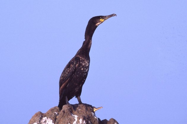 Cuervo marino grande 01