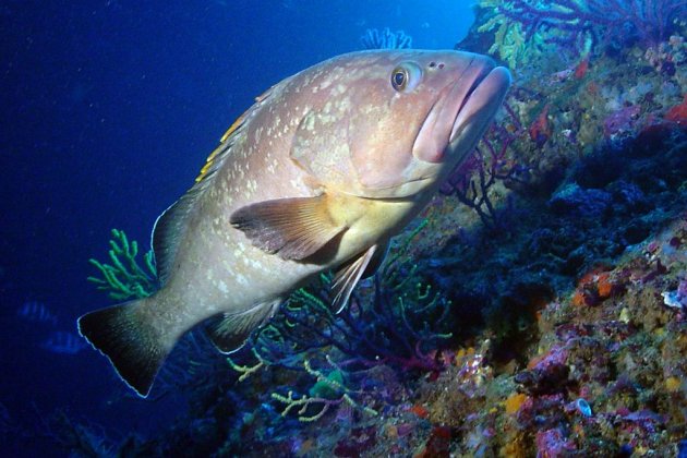 Nero (Epinephelus marginatus)