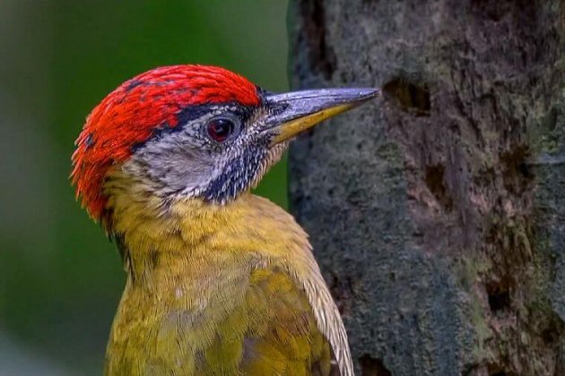 Pájaro carpintero Pájaro carpintero