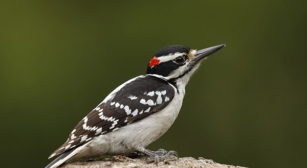 Pájaro carpintero Pájaro carpintero