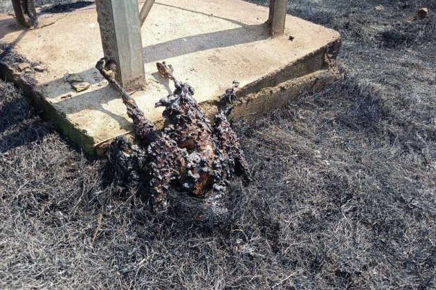 ocell electrocutat incendi manresa ocell electrocutat incendi manresa