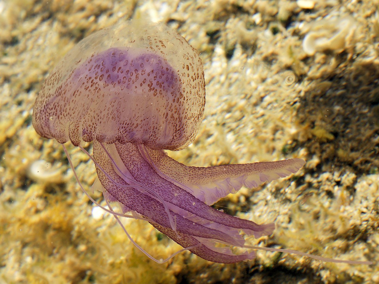 Pelagia noctiluca (Sardinia)