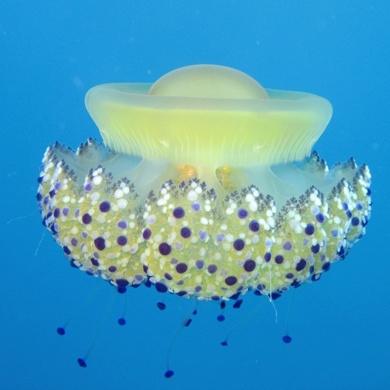 Cassiopea Jellyfish (Cotylorhiza tuberculata) Mar Jonio, Italy