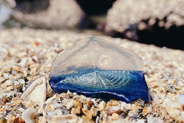 Velella velella