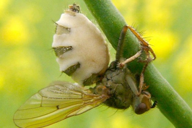 Entomophthora muscae Entomophthora muscae