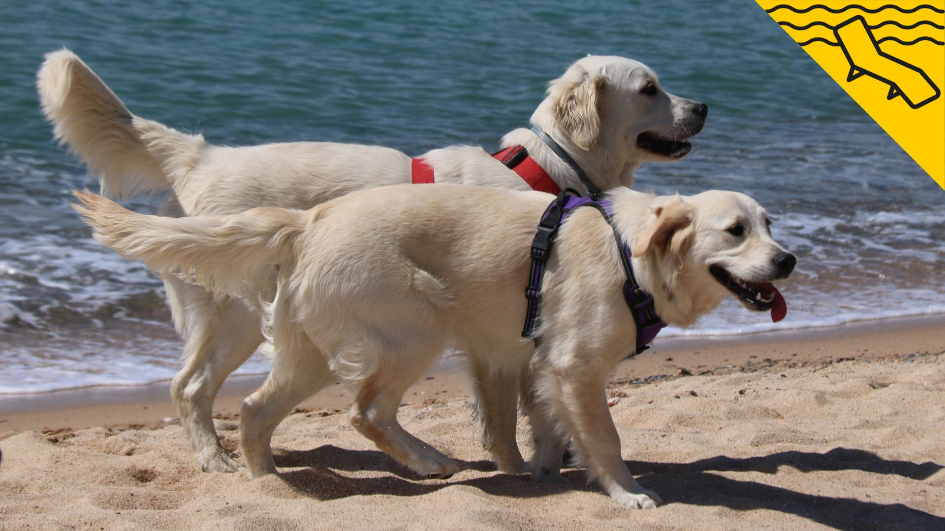 Playas para Perros en Más de 20 playas para ir con mascota