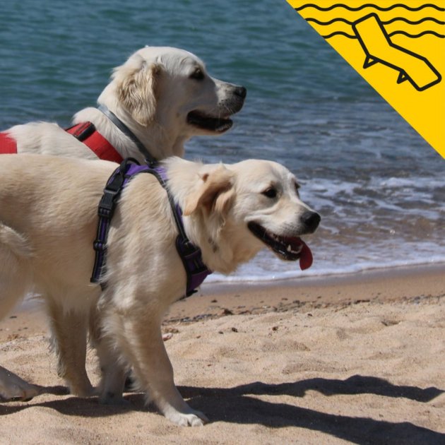 Playas para Perros en Más de 20 playas para ir con mascota