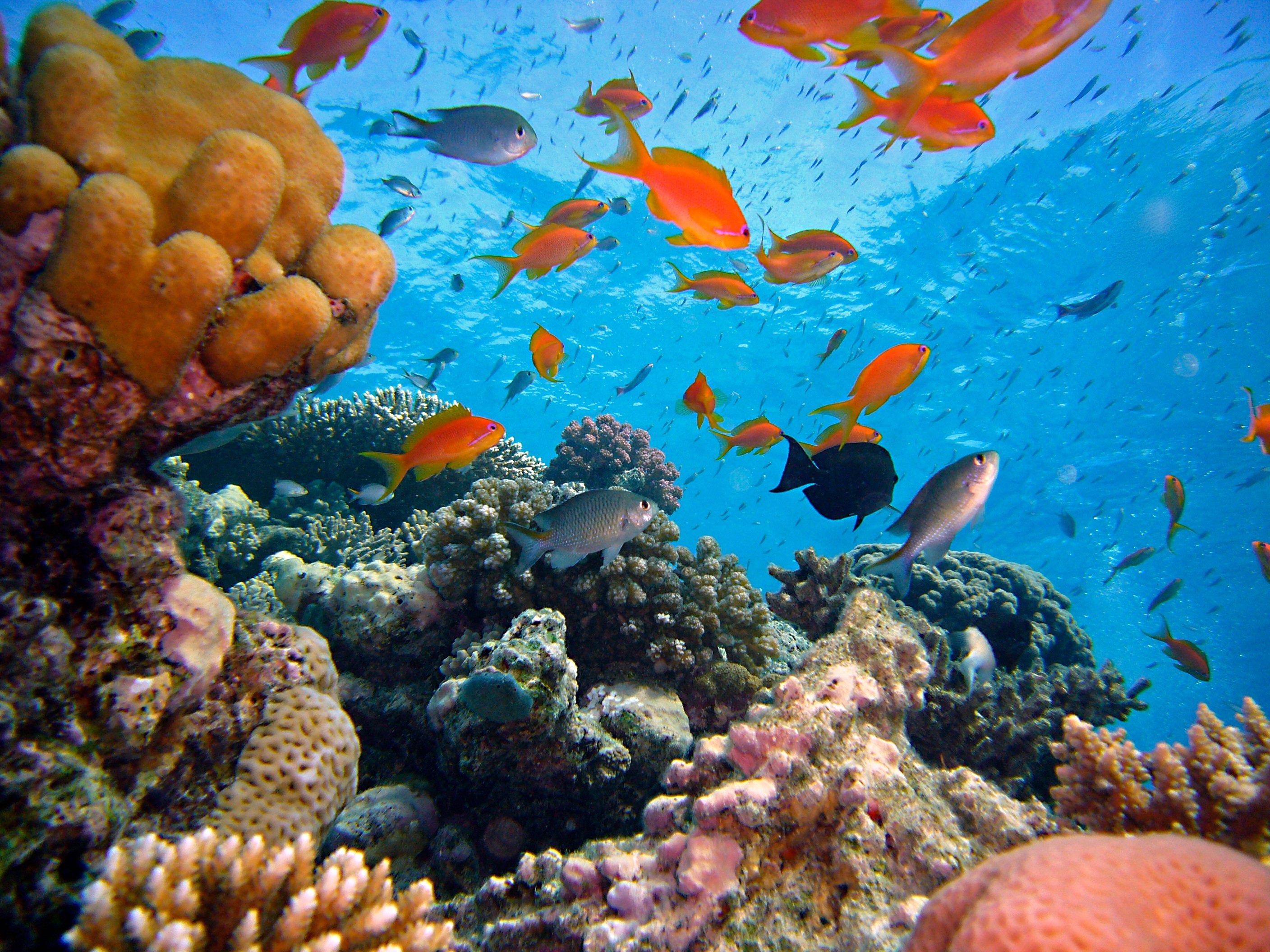 Pescados|Peces en el fondo marino / Foto: Pxhere