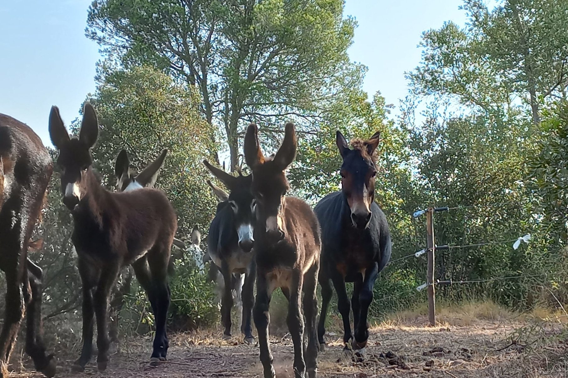 Unos asnos pacerán por Collserola para recuperar la agricultura y evitar incendios