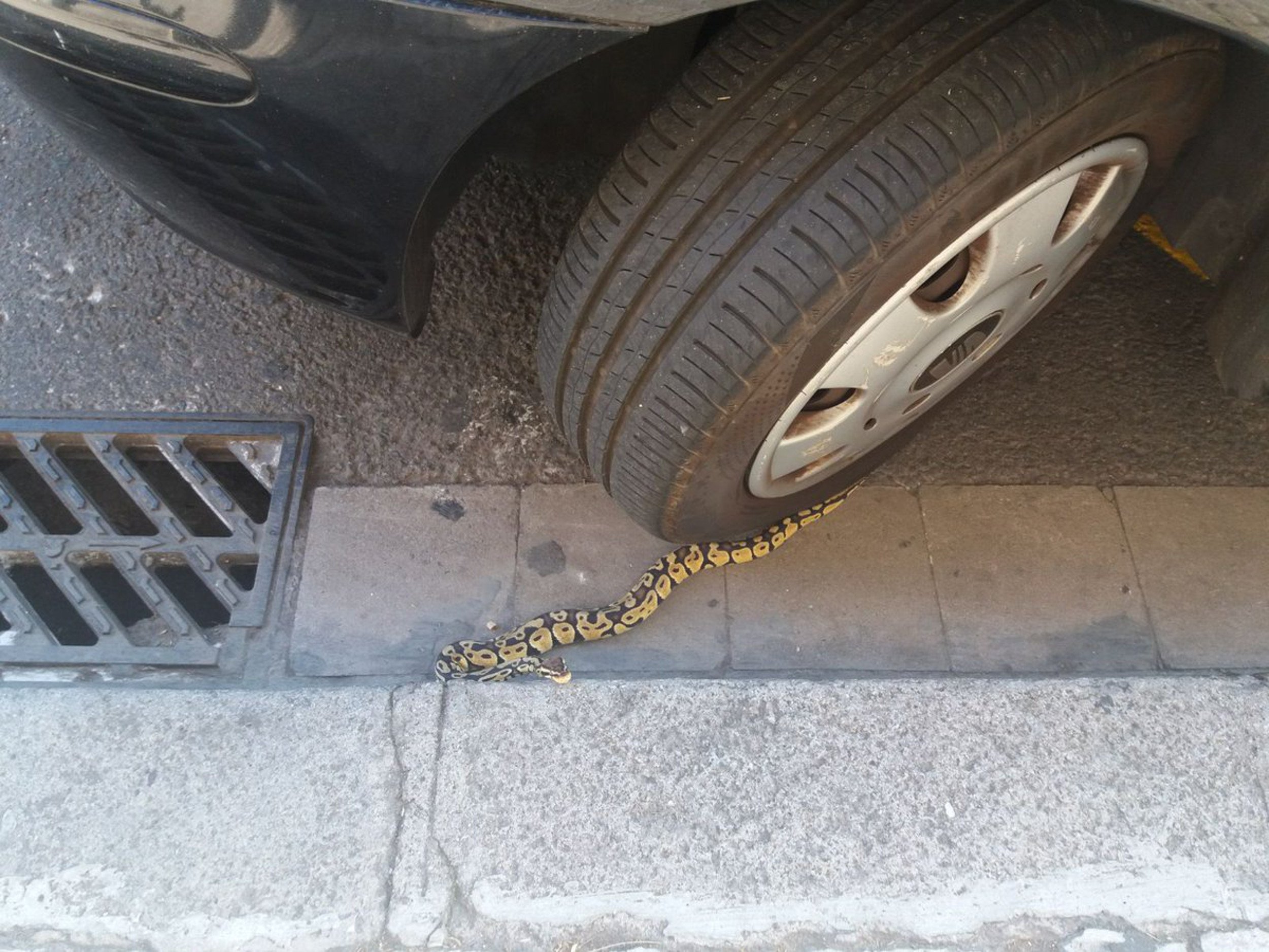 Encuentran una serpiente pitón bajo un coche en Barcelona