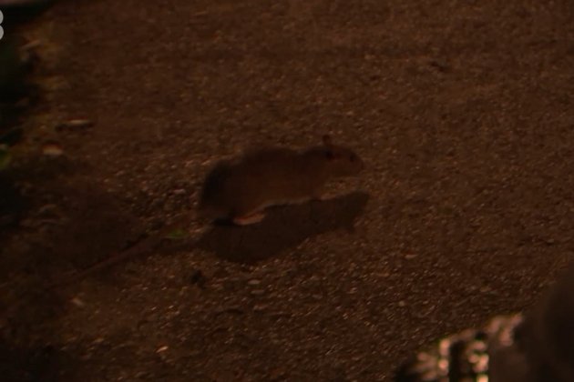 Ratas en Plaça Catalunya