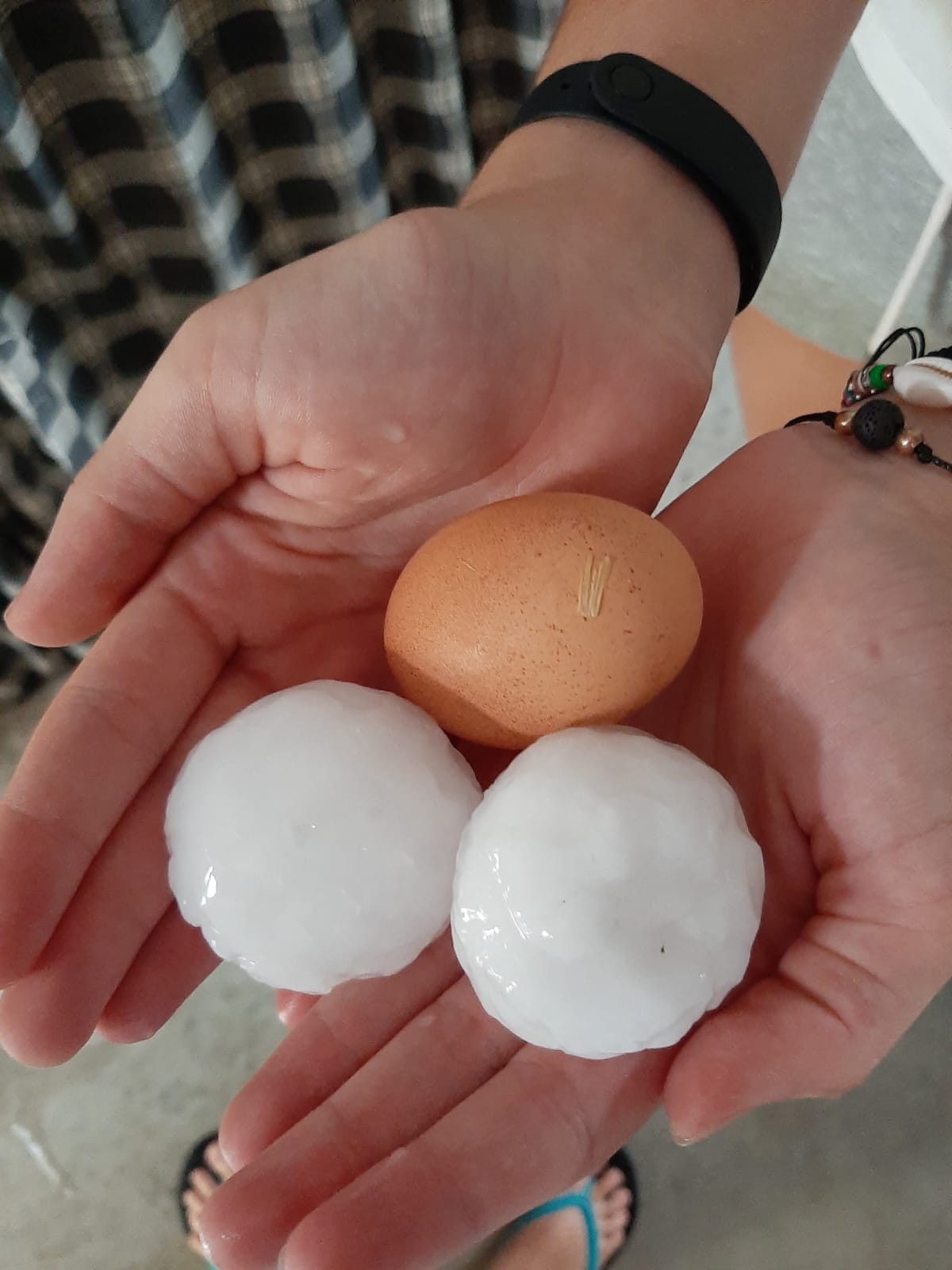 Pedres mida ou de gallina a Almacelles @Carlees1965 Twitter