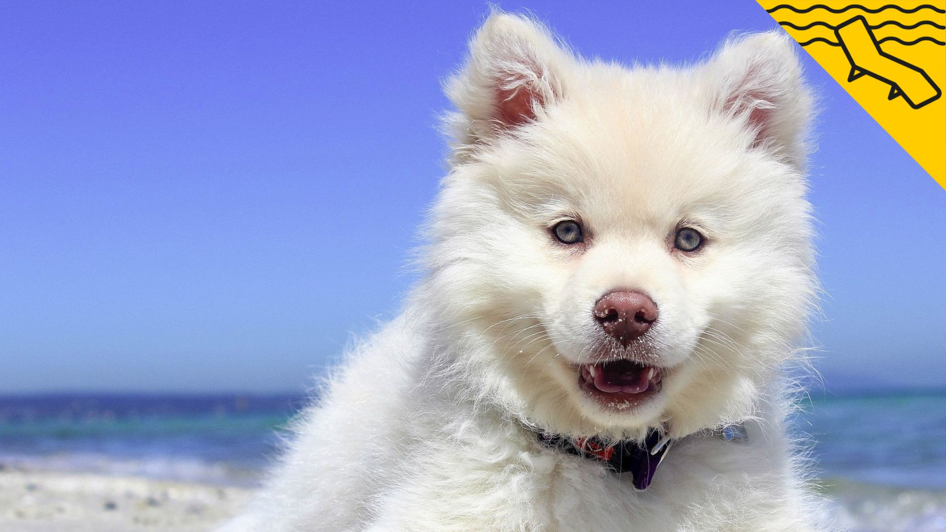 Els gossos, els gats i la calor: com ajudar la teva mascota a combatre el tòrrid estiu?