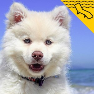 Los perros, los gatos y el calor: ¿cómo ayudar a tu mascota a combatir el tórrido verano?